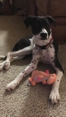 Medium Photo #1 Border Collie-Unknown Mix Puppy For Sale in Fort Worth, TX, USA