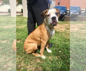 Bulldog Dogs for adoption in Fayetteville, GA, USA