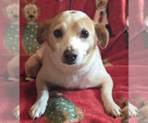 Jack Russell Terrier-Unknown Mix Dogs for adoption in Decatur, GA, USA