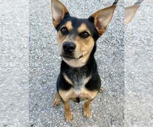 Australian Kelpie-Unknown Mix Dogs for adoption in Lee's Summit, MO, USA