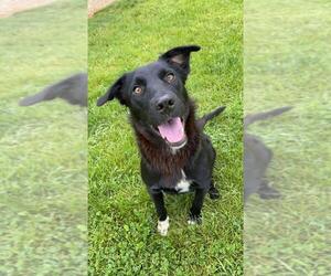 Borador Dogs for adoption in Princeton, MN, USA