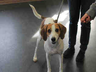 Treeing Walker Coonhound Dogs for adoption in Scotia, NY, USA