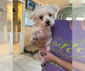 Maltese Dogs for adoption in Benton, LA, USA