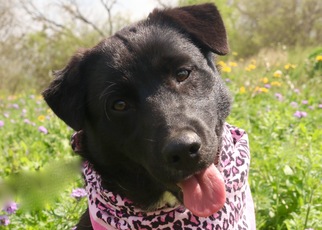 Medium Photo #1 Borador Puppy For Sale in Von Ormy, TX, USA