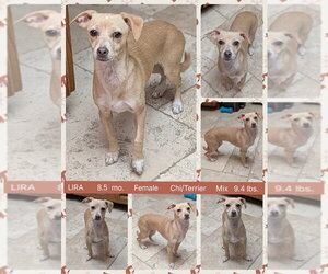 Chihuahua-Unknown Mix Dogs for adoption in Mesa, AZ, USA