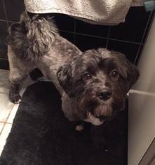 Havanese Dogs for adoption in New York, NY, USA