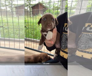 Labrador Retriever-Unknown Mix Dogs for adoption in Chico, CA, USA