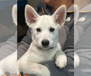 Unknown-white german shepherd Mix Dogs for adoption in San Juan Capistrano, CA, USA