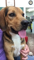 Beagle Dogs for adoption in Portland, IN, USA