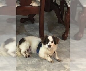 Papillon-Unknown Mix Dogs for adoption in Alexandria, KY, USA