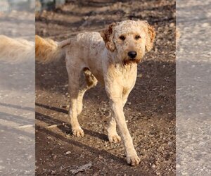 Goldendoodle Dogs for adoption in Green Forest, AR, USA