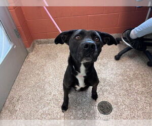 American Bulldog-Labrador Retriever Mix Dogs for adoption in Pueblo, CO, USA