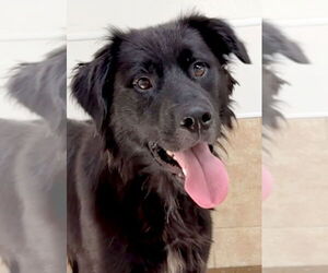 Golden Retriever-Unknown Mix Dogs for adoption in Green Forest, AR, USA