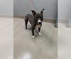 American Pit Bull Terrier-Unknown Mix Dogs for adoption in Las Vegas, NV, USA