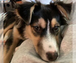Australian Shepherd-Collie Mix Dogs for adoption in Middlesex, VT, USA
