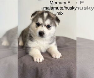 Alaskan Malamute-Huskies Mix Dogs for adoption in Studio City, CA, USA