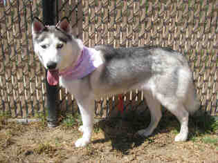 Siberian Husky Dogs for adoption in Norco, CA, USA