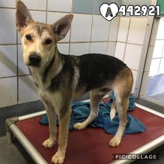 Medium Photo #1 German Shepherd Dog Puppy For Sale in San Antonio, TX, USA