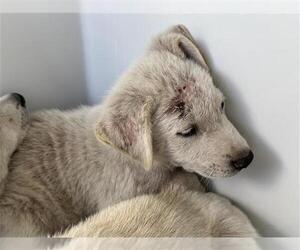 Labrador Retriever Dogs for adoption in Houston, TX, USA