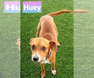 Mutt Dogs for adoption in Pipe Creek, TX, USA