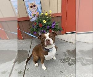 Mutt Dogs for adoption in Fairbanks, AK, USA