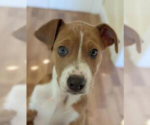 Australian Shepherd-Unknown Mix Dogs for adoption in Nashville, TN, USA