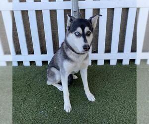 Siberian Husky Dogs for adoption in Modesto, CA, USA