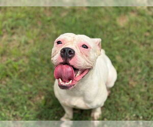 American Bulldog Dogs for adoption in Tulsa, OK, USA