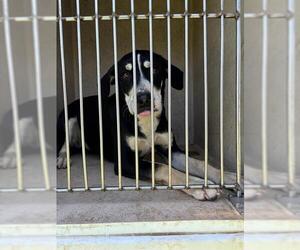 Mutt Dogs for adoption in Oklahoma City, OK, USA