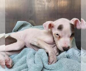 Mutt Dogs for adoption in San Antonio, TX, USA