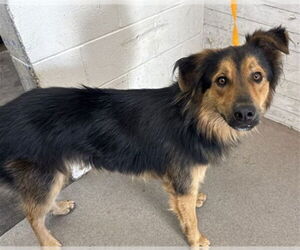 German Shepherd Dog Dogs for adoption in San Bernardino, CA, USA