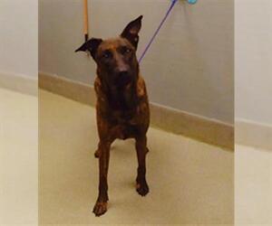 German Shepherd Dog-Unknown Mix Dogs for adoption in Las Vegas, NV, USA