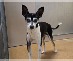 Chihuahua Dogs for adoption in Martinez, CA, USA