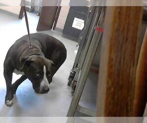 American Pit Bull Terrier Dogs for adoption in Fayetteville, NC, USA