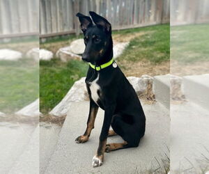 Mutt Dogs for adoption in Salt Lake City, UT, USA