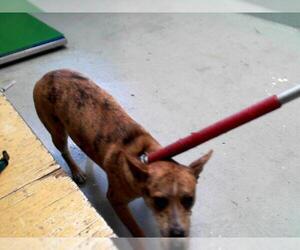 Mutt Dogs for adoption in Tulsa, OK, USA
