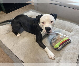 American Staffordshire Terrier-Unknown Mix Dogs for adoption in Oakhurst, NJ, USA