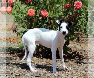 Jack Russell Terrier-Whippet Mix Dogs for adoption in Imperial Beach, CA, USA