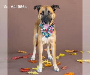 German Shepherd Dog-Unknown Mix Dogs for adoption in Conroe, TX, USA