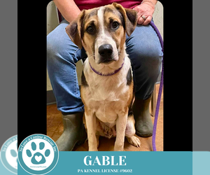 Labrador Retriever-Unknown Mix Dogs for adoption in Kimberton, PA, USA