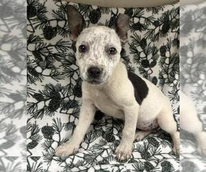 Texas Heeler-Unknown Mix Dogs for adoption in HESPERIA, CA, USA