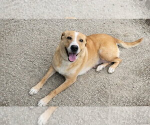 Mutt Dogs for adoption in Evansville, IN, USA