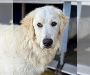 Great Pyrenees Dogs for adoption in Camarillo, CA, USA