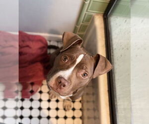 American Pit Bull Terrier-Unknown Mix Dogs for adoption in Farmington, MN, USA