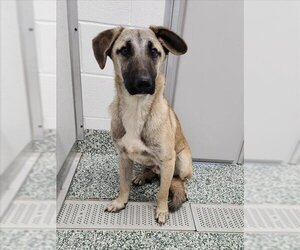 German Shepherd Dog-Unknown Mix Dogs for adoption in Salisbury, NC, USA