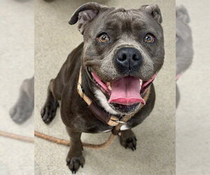 American Staffordshire Terrier-Unknown Mix Dogs for adoption in Fort Lauderdale, FL, USA