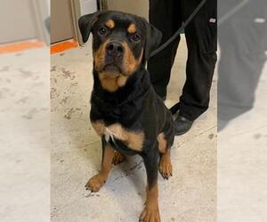 Rottweiler-Unknown Mix Dogs for adoption in Toronto, Ontario, Canada