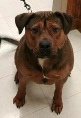 Rottweiler-American Pit Bull Terrier Dogs for adoption in Fredericksburg, VA, USA