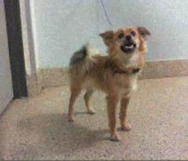 Papillon Dogs for adoption in Bronx, NY, USA