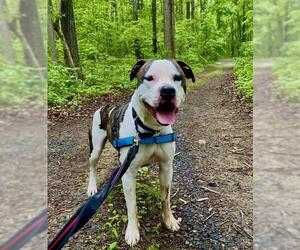 American Staffordshire Terrier Dogs for adoption in Delaplane, VA, USA